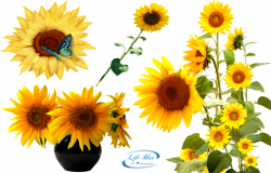 Sunflowers - PNG by lifeblue on DeviantArt