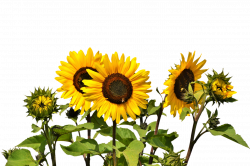 Common sunflower Clip art - sunflower oil 1280*851 transprent Png ...