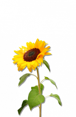 Clipart Sunflower Png Download #28725 - Free Icons and PNG Backgrounds
