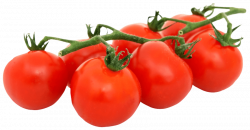 bunch of fresh tomatoes png - Free PNG Images | TOPpng