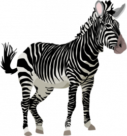 Zebra | Free Stock Photo | Illustration of a zebra | # 14367