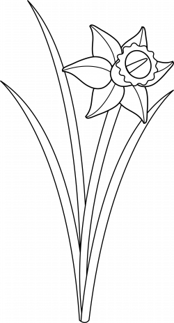 Daffodil Line Clipart