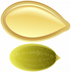 Pumpkin Seed PNG Clip Art | Gallery Yopriceville - High-Quality ...