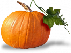 Cucurbita Pumpkin seed oil Squash Clip art - pumpkin 724*544 ...