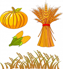 Autumn Drawing Clip art - Corn wheat 913*994 transprent Png Free ...