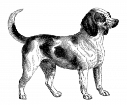 beagle_dogpng.png (1600×1334) | Dogs | Pinterest | Dog