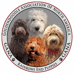 Rainbows End Puppies - ABOUT THE GOLDENDOODLE ASSOCIATION OF NORTH ...