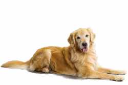 Golden Retriever | petmapz by Dr. Katz, Your veterinarian endorsed ...