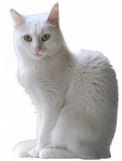 White Kitten Transparent PNG Clipart | Gallery Yopriceville - High ...