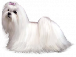 Painted Maltese Dog PNG Clipart Picture | ༺♛ very cute ...
