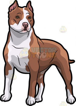 Pit Bull Clipart | Free download best Pit Bull Clipart on ...