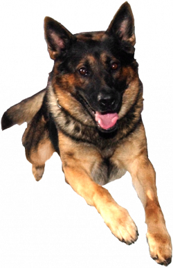 Collection of 14 free Alsatian clipart transparent. Download on ubiSafe