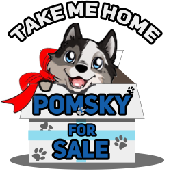 Pomskyforsale provides you comprehensive information about Pomsky ...