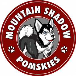 Mountain Shadow Pomskies - Pomsky Owners Association Member