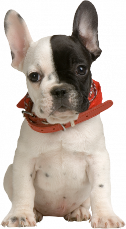 Puppy PNG Clipart | Gallery Yopriceville - High-Quality Images and ...