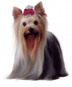 Painted Yorkshire Terrier PNG Picture | Perros/dogs | Pinterest ...