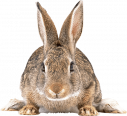 cute brown rabbit png - Free PNG Images | TOPpng