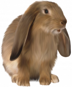 Cute Brown Bunny PNG Picture | Gallery Yopriceville - High-Quality ...