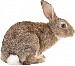 brown rabbit sideview PNG Image - PurePNG | Free transparent CC0 PNG ...
