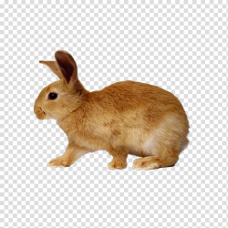 European rabbit Cottontail rabbit Dwarf rabbit, Brown Bunny ...