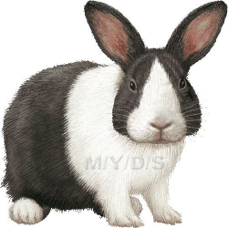 Dutch Rabbits clipart picture / Large | Clip Art | Rabbit ...