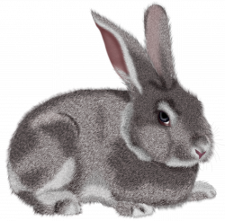Grey rabbit clipart picture | Cards | Pinterest | Rabbit clipart ...