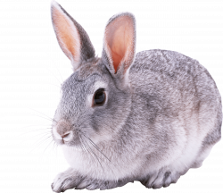 Cute Rabbit transparent PNG - StickPNG