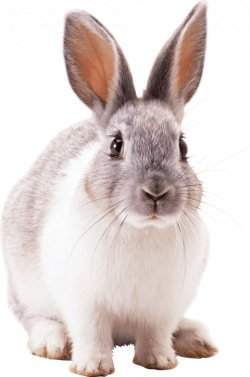grey rabbit png - Free PNG Images | TOPpng