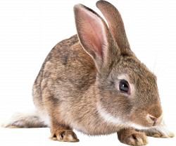 Cute brown rabbit PNG Image - PurePNG | Free transparent CC0 PNG ...