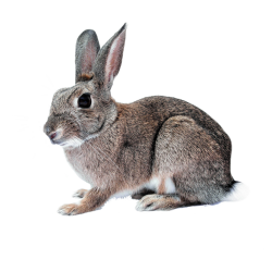 Rabbit cutout - from public domain image | #cutouts | Pinterest | Rabbit