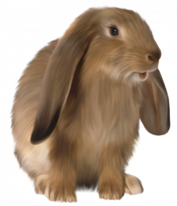 Holland Lop Netherland Dwarf rabbit Clip art - rabbit 685*800 ...