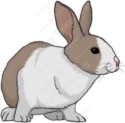 Brown and white rabbit facing left #animal #brownandwhite ...