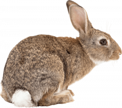 brown rabbit sideview png - Free PNG Images | TOPpng