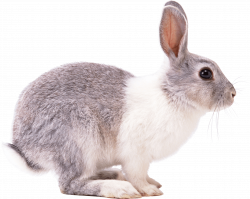 white gray rabbit sideview PNG Image - PurePNG | Free transparent ...