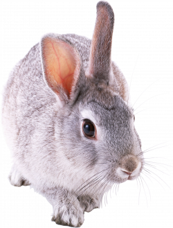 Rabbit PNG images, free png rabbit pictures download