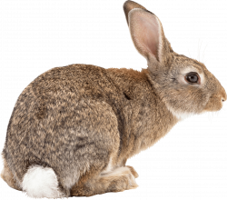 Rabbit Ready To Jump transparent PNG - StickPNG