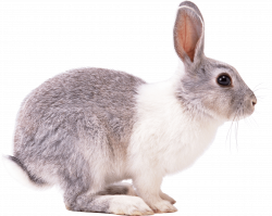 Rabbit Right transparent PNG - StickPNG