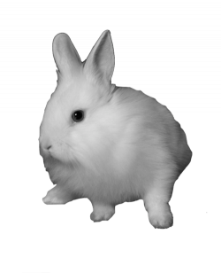 Domestic rabbit Snowshoe hare Clip art - rabbit 500*617 transprent ...