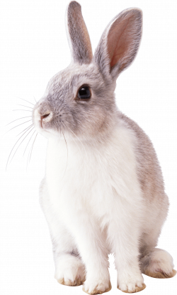white rabbit PNG Image - PurePNG | Free transparent CC0 PNG Image ...