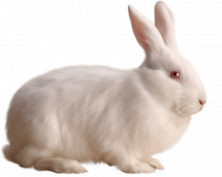 Rabbit Single White transparent PNG - StickPNG