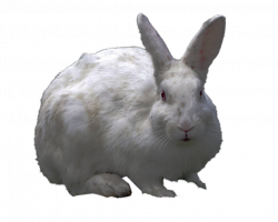 Png Collection Rabbit Clipart #40331 - Free Icons and PNG Backgrounds