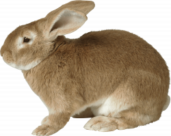 Fat Rabbit transparent PNG - StickPNG