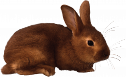Brown rabbit PNG Image - PurePNG | Free transparent CC0 PNG Image ...