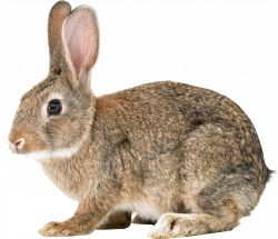 Rabbit Icon | Web Icons PNG