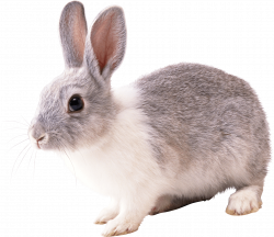 28+ Collection of Rabbit Png Clipart | High quality, free cliparts ...
