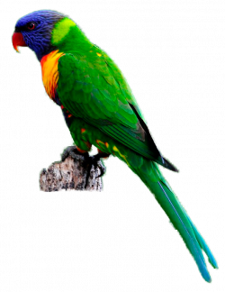 28+ Collection of Rainbow Lorikeet Clipart | High quality, free ...