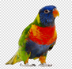 Rainbow Clipart clipart - Parrot, Bird, Feather, transparent ...