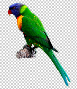 Budgerigar Parrot Bird Rainbow Lorikeet PNG, Clipart ...