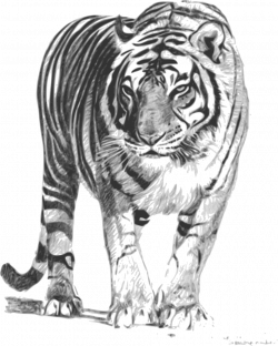 White Tiger Clipart#4144088 - Shop of Clipart Library