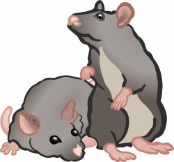 Rodent Clipart at GetDrawings.com | Free for personal use Rodent ...